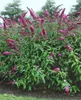 Buddleja davidii 'Pink Delight', Schmetterlingsflieder, Produktbild-Vorschau 10