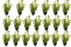 20x Ligustrum ovalifolium Aureum - Goldliguster Produktbild-Vorschau 2