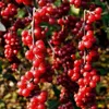 A close-up view of clusters of small, red berries hanging from branches. Produktbild-Vorschau