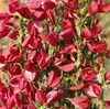 Cytisus scoparius 'Boskoop Ruby', Besenginster, rubinrot, Produktbild-Vorschau 4