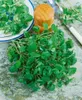 Nasturtium officinale, Brunnenkresse, ca. 9x9 cm Topf Produktbild-Vorschau 5