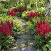 Stauden Gänge 3 x Astilbe arendsii 'Astary Red' im 0,5 Produktbild-Vorschau 2