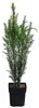 Dehner Gemeine Eibe, Taxus baccata, weiche Nadeln, 45-55 Produktbild-Vorschau 1