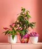Dehner Birkenfeige Forever, Ficus benjamina, im Sortenmix, Produktbild-Vorschau 7