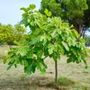 Ficus carica Brown Turkey - Plante sur tige - Plante de Voir les images du produit 5