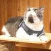 A cat wearing a harness sits on a wooden shelf. Náhled obrázku produktu