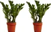 Bloomique - Zestaw 2 szt. - Zamioculcas Zamiifolia - Palma Podgląd zdjęcia produktu 1