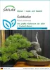 SAFLAX - Goldkiefer - Pinus ponderosa - 20 Samen Produktbild-Vorschau 1