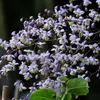 6 piante di *Thalictrum delavayi* (Delavay), in vaso da 9x9 Anteprima dell’immagine prodotto 2