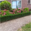 Plants by Frank | 48 Plantes de fusain du Japon | Euonymus Voir les images du produit 2