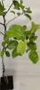 Pyrus communis 'Gieser Wildeman' Kochbirne - Birnbaum, 5 Produktbild-Vorschau 2