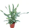 Zlatá škvrnitá papra? "Blue Star", Phlebodium aureum, 12cm Náhľad obrázku produktu 1