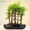 Las bonsai Metasequoia P25 Podgląd zdjęcia produktu 5
