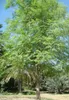 Moringa (Moringa oleifera)  - 10 semi Anteprima dell’immagine prodotto 5