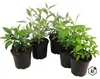 Sommerflieder, Schmetterlingsflieder Mix Buddleja davidii Produktbild-Vorschau 3