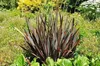 Phormium tenax - Neuseelandflachs 60- 80 cm - Container Produktbild-Vorschau 2