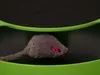 Verk Hračka pro kočku Catch the mouse Náhled obrázku produktu 5