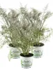 Enseleits Bronzefenchel Pflanze, 3er Set, Foeniculum Produktbild-Vorschau 1