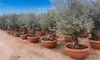 A row of potted olive trees in a nursery or garden center. Voir les images du produit