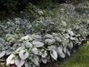 Stauden Gänge 1 x Brunnera macrophylla 'Jack Frost‘ im 1 Produktbild-Vorschau 4