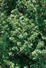 Ilex crenata 'Dark Green', Japanische Stechpalme, ca. 9x9 Produktbild-Vorschau 6
