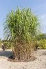 Stauden Gänge 1 x Miscanthus x giganteus im 1 Liter Topf - Produktbild-Vorschau 3