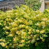 Bloomique - Lonicera Periclymenum - Wiciokrzew polny - Podgląd zdjęcia produktu 4