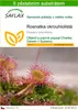 SAFLAX - Rosnatka okrouhlolistá - Drosera rotundifolia - 50 Náhled obrázku produktu 1