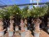 Sunny Tree - Palme - Trachycarpus Fortunei - Chinesische Produktbild-Vorschau 2