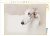 Calvendo Ein Motiv aus dem Kalender Windhunde 2017 1000 Produktbild-Vorschau 3