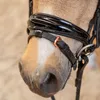 Jezdecká uzdečka Imperial Riding IRHPetit Black-Rose, Náhled obrázku produktu 6
