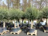 2x Olivenbaum Olive "60 Jahre" 200 - 240 cm, beste Produktbild-Vorschau 8