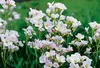 6 x Cardamine pratensis - Spugnola dei prati - vaso 9 x 9 Anteprima dell’immagine prodotto 2