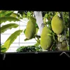 TCL 32V4C, 81,3 cm (32"), 1366 x 768 Pixel, QLED, Smart-TV, Produktbild-Vorschau 7