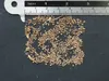 Mexický koriandr (Eryngium foetidum) – 100 semen Náhled obrázku produktu 4