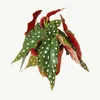 Gepunkte Begonia - Forellenbegonia - Begonia maculata Productafbeelding-voorbeeld 1