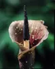 Kyushu-arónie (Amorphophallus kiusianus) – 1 vyklíčené Náhled obrázku produktu 2