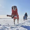 Hurtta Extreme Warmer III ECO zimní bunda - skořicová, Náhled obrázku produktu 5