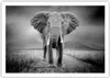 Poster - Poster ohne Rahmen - Elefant Wildnis Natur - Produktbild-Vorschau 1