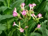 SAFLAX  - Tabac - 250 graines - Nicotiana Voir les images du produit 4