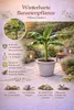 Musa Basjoo winterharte Banane 100-140 cm  winterfest  Produktbild-Vorschau 2