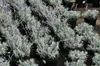 Lavandula ang. hidcote' - Lavanda - Contenitore 1,5 litri Anteprima dell’immagine prodotto 3