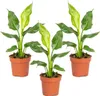 Bloomique - Zestaw 3 szt. - Strelitzia Reginae - Roślina Podgląd zdjęcia produktu 1