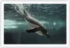 Poster - Poster ohne Rahmen - Tauchen Pinguin Gletscher - Produktbild-Vorschau 1