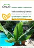 SAFLAX - Velký sněhový banán - Ensete glaucum syn. Ensete Náhled obrázku produktu 1