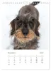 Dackel(augen)blicke (Wandkalender 2027 DIN A4 hoch), Produktbild-Vorschau 13