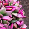 Anacampseros rufescens variegata – Regenbogen-Sukkulente – Produktbild-Vorschau 4