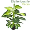 Dieffenbachia Plante Artificielle Artificiel Plastique Voir les images du produit 1