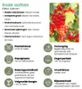Plants by Frank | Früchte Oase  Obstpflanzen Mix | Produktbild-Vorschau 10