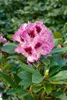 Rhododendron Hybr. 'Pfauenauge', Rhododendron, 50–60 cm, Produktbild-Vorschau 12